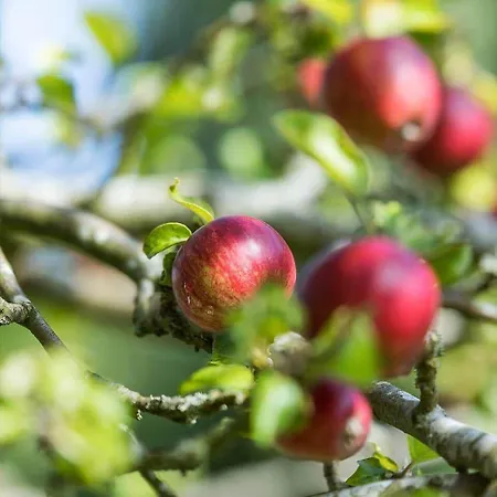 別荘 1497-n-gilleleje-parcelvej-3 *